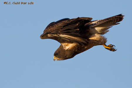 Swainson's Hawk