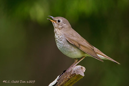 Swainson's Thrush