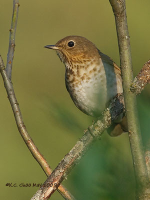 Swainson's Thrush