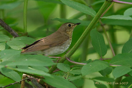 Swainson's Thrush