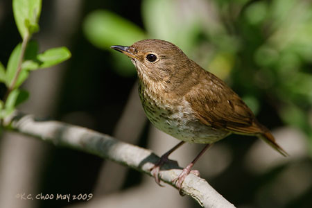 Swainson's Thrush