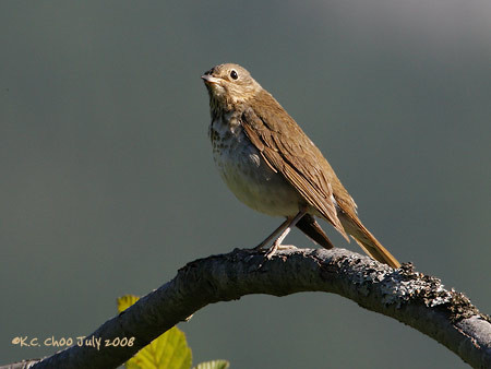 Swainson's Thrush