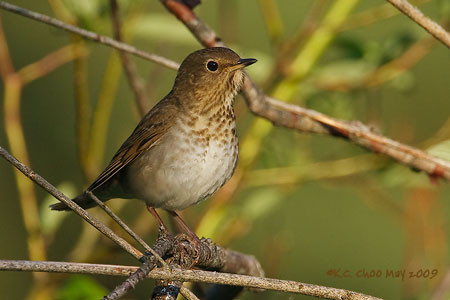 Swainson's Thrush