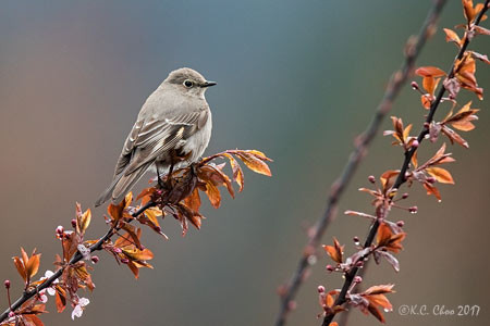 Townsend's Solitaire