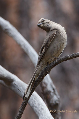 Townsend's Solitaire