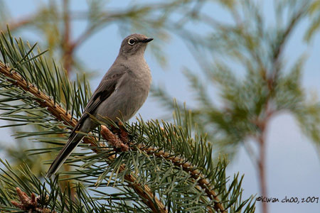 Townsend's Solitaire