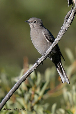 Townsend's Solitaire