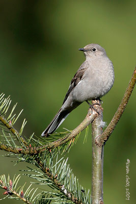 Townsend's Solitaire