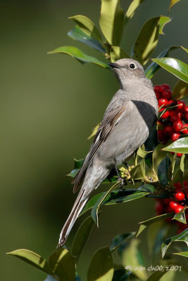 Townsend's Solitaire