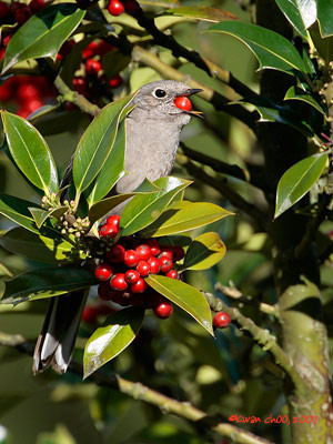 Townsend's Solitaire