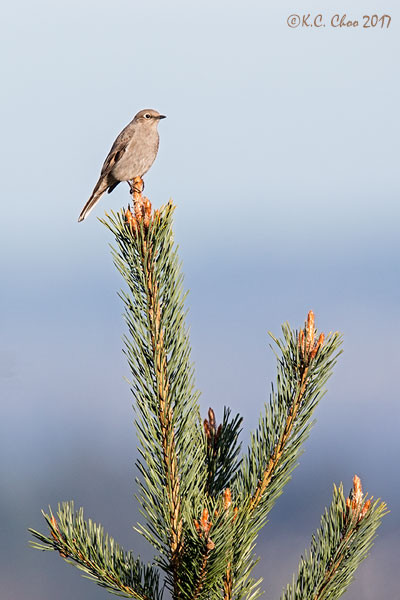 Townsend's Solitaire
