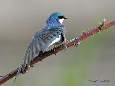 Tree Swallow