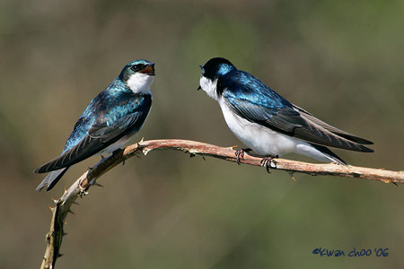 Tree Swallow