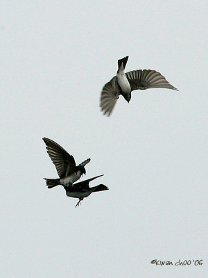 Tree Swallow