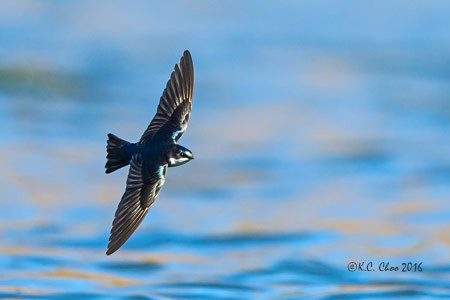 Tree Swallow