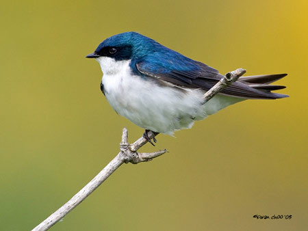 Tree Swallow