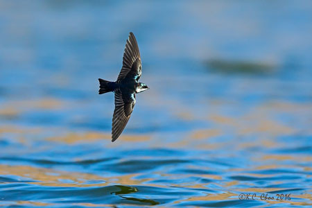 Tree Swallow