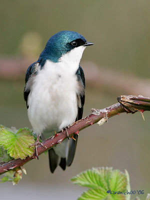 Tree Swallow