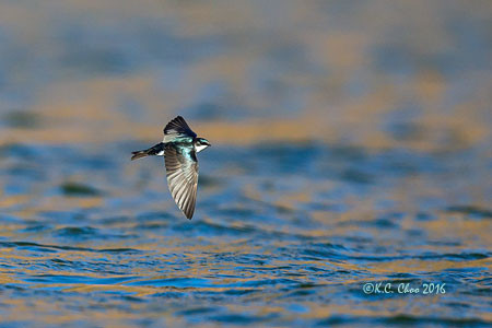 Tree Swallow