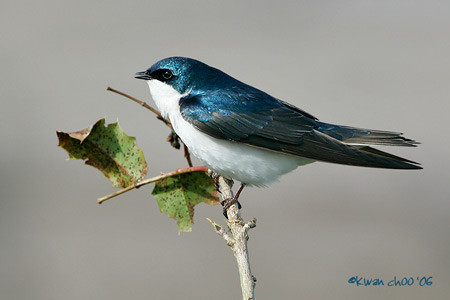 Tree Swallow
