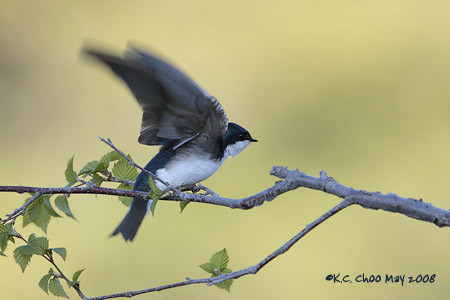 Tree Swallow