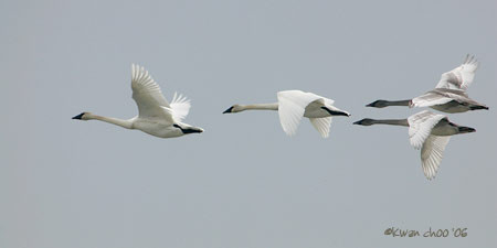 Trumpeter Swan