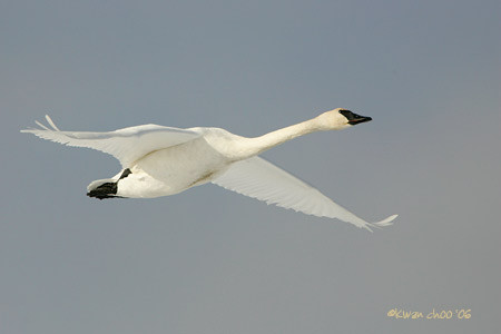Trumpeter Swan