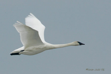 Trumpeter Swan