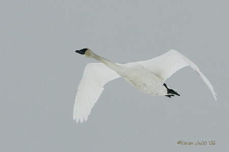 Trumpeter Swan
