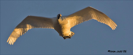 Trumpeter Swan