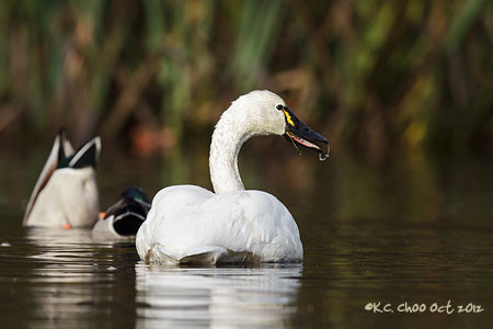 Tundra Swan