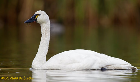 Tundra Swan