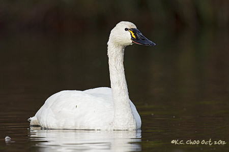 Tundra Swan