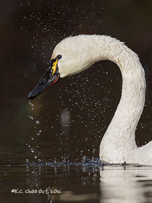Tundra Swan
