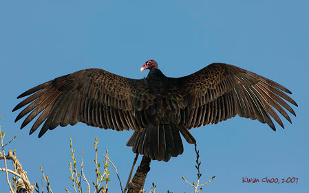 Turkey Vulture