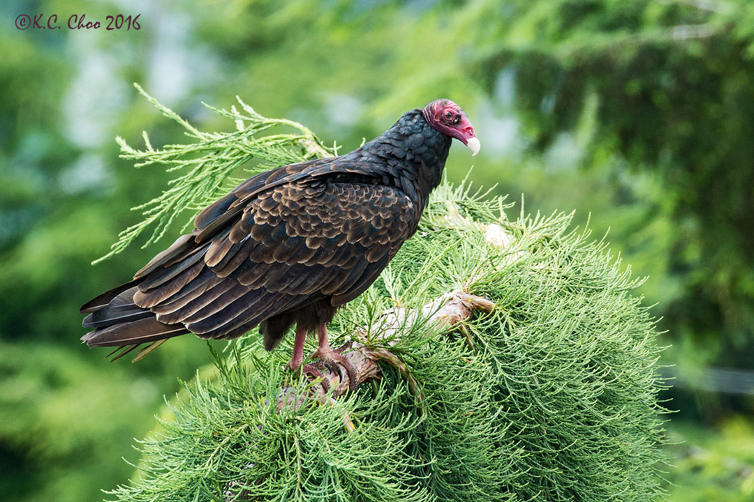 Turkey Vulture