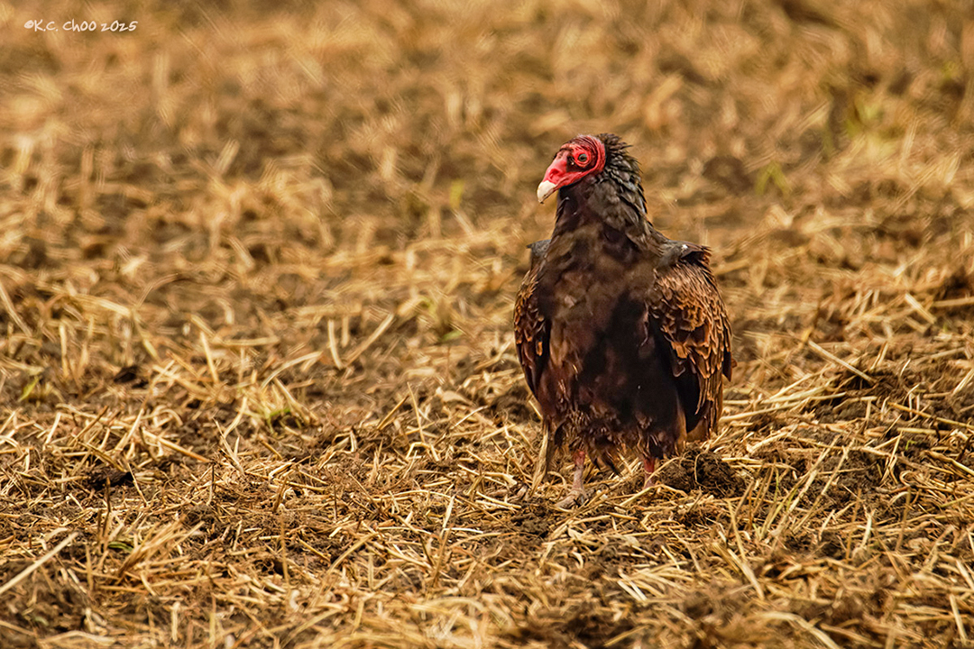 Turkey Vulture