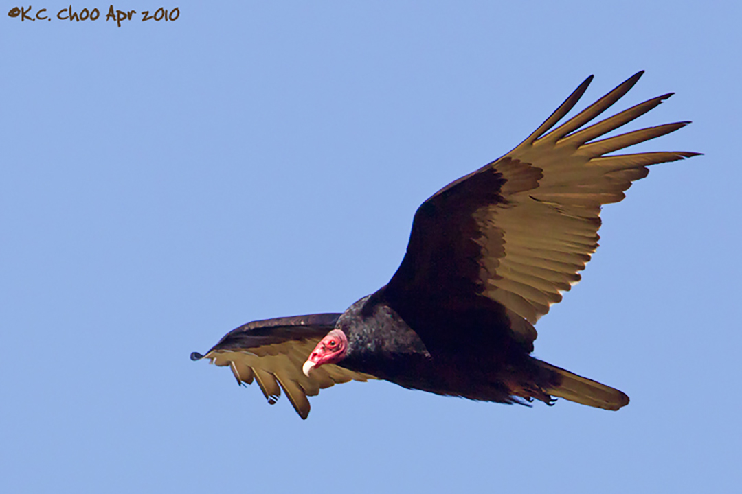 Turkey Vulture