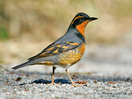Varied Thrush