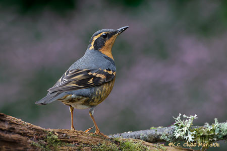 Varied Thrush