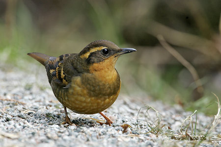 Varied Thrush