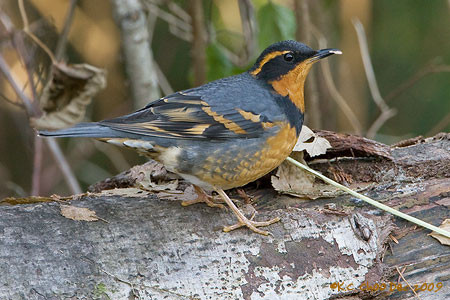 Varied Thrush