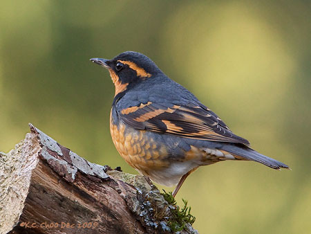 Varied Thrush