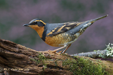 Varied Thrush