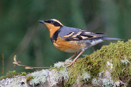 Varied Thrush