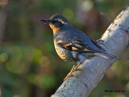 Varied Thrush