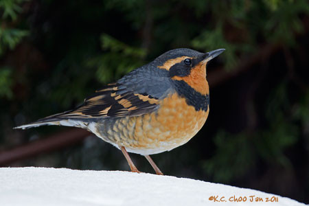 Varied Thrush