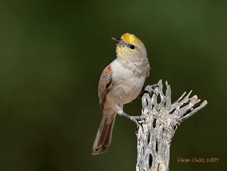 Verdin