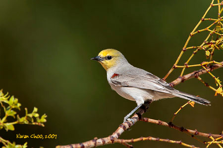 Verdin