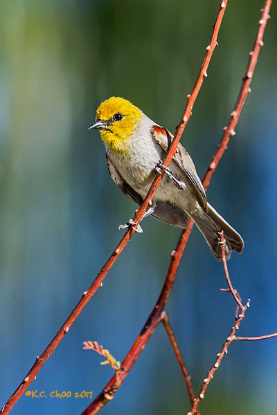 Verdin